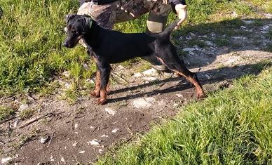 Jagd terrier