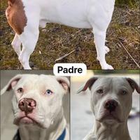 Cuccioli pitbull