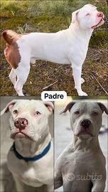 Cuccioli pitbull