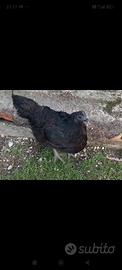 Cemani gallo e gallina