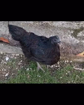 Cemani gallo e gallina