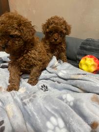 Barboncini toy pedigree enci