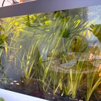 Vallisneria e muschio java (piante acquario)