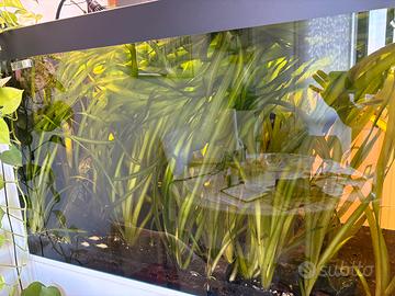 Vallisneria e muschio java (piante acquario)