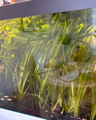 Vallisneria e muschio java (piante acquario)