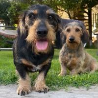 Cane bassotto maschio