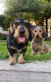 Cane bassotto maschio