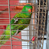 Lory petto a scaglie femmina parla