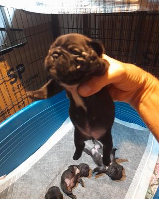 Bulldog francesi