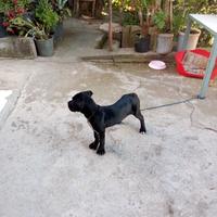 Cane Corso Femmina