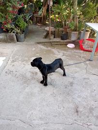 Cane Corso Femmina