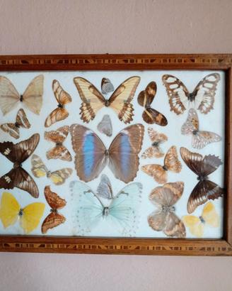 Vassoio vintage con farfalle vere