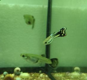 Pesci Guppy e piante acquatiche