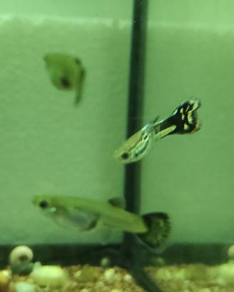 Pesci Guppy e piante acquatiche