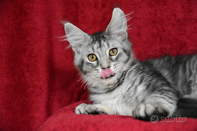 Cucciolo maine coon black silver