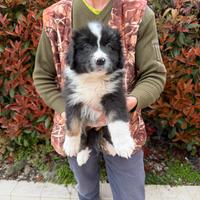 Cucciola di Pastore Austriaco