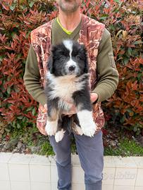 Cucciola di Pastore Austriaco