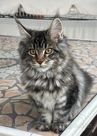 Mainecoon femmina