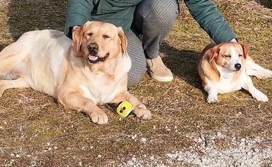 Due cucciole piene d'amore