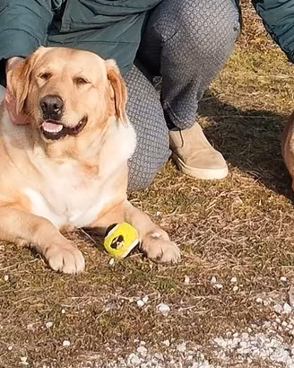 Due cucciole piene d'amore