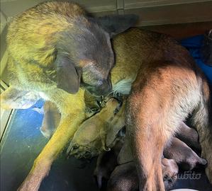 Pastore Belga Malinois