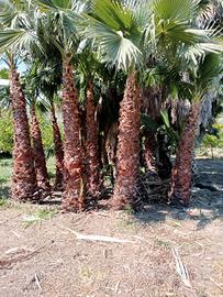 Palme cocos