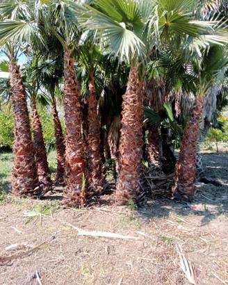 Palme cocos