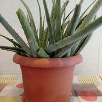 Aloe in vaso