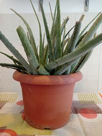 Aloe in vaso