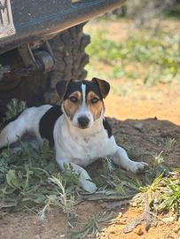 Jack russel