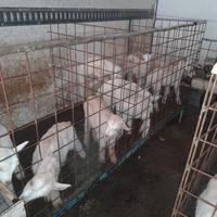 Capretti camosciati e incrocio sannen per camoscia