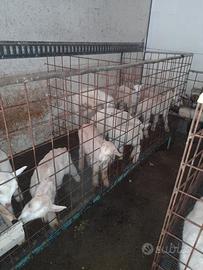 Capretti camosciati e incrocio sannen per camoscia