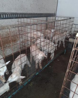 Capretti camosciati e incrocio sannen per camoscia