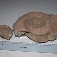 2pz Ammonite Fossile di marmo rosso verona