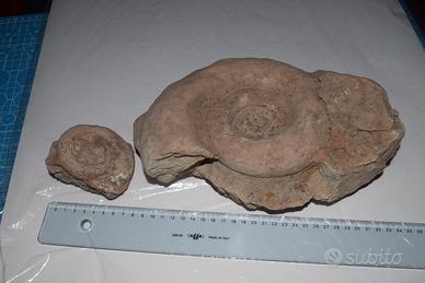 2pz Ammonite Fossile di marmo rosso verona