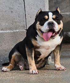 American Bully Pocket femmina tricolor