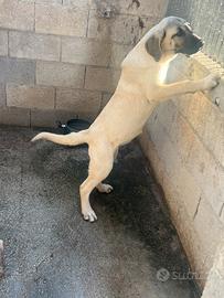Cuccioli kangal maschio e femmina