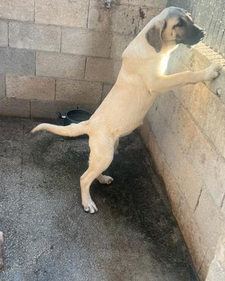 Cuccioli kangal maschio e femmina