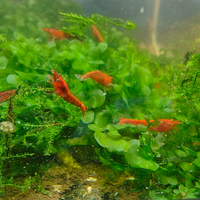 Gamberetti acquario
