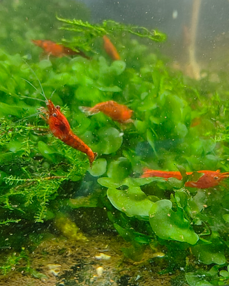 Gamberetti acquario