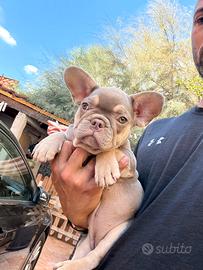 Bulldog francese femmina