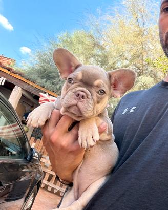 Bulldog francese femmina