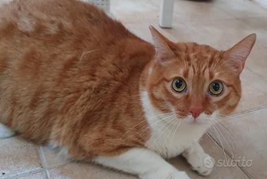 CICCIO, gattone adulto