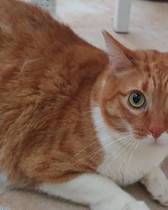CICCIO, gattone adulto