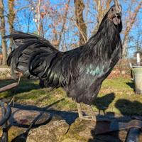 Ayam Cemani galletto 4 mesi