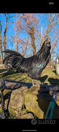 Ayam Cemani galletto 4 mesi