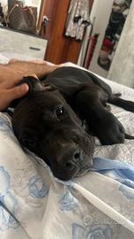 Cucciola cane corso