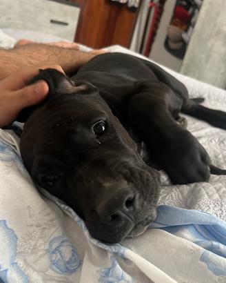 Cucciola cane corso