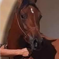 Cavalla Araba gravida