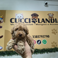 Barboncino toy albicocca maschio anche a rate